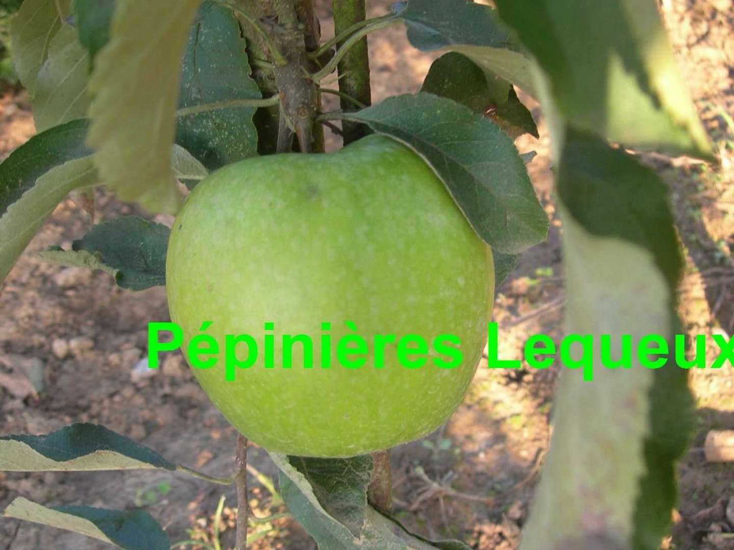 GRANNY SMITH